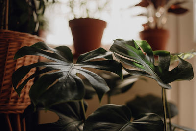 Plants collection in small millenials' rental flat, monstera deliciosa, adansonii, monkey mask