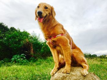 Dog on tree against sky