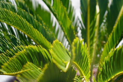 Close-up of green leaves