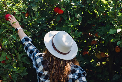 Woman in a hat taking ripe red apples from the tree. autumn harvest person