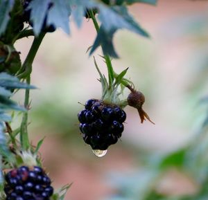 Close-up of berries on tree