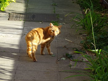 Portrait of ginger cat by plants