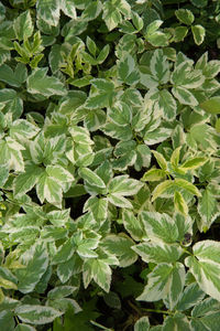 Full frame shot of green leaves