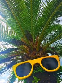 Low angle view of palm trees