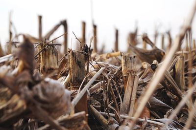 Close-up of dried plant on field