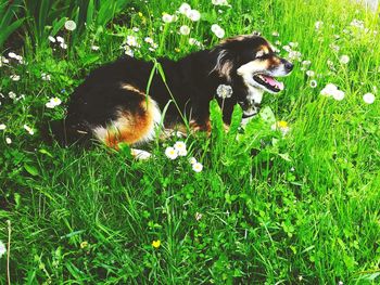 Dog on field