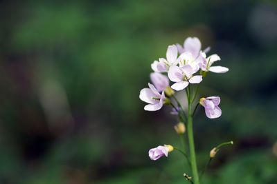 Close-up of purple flowering plant