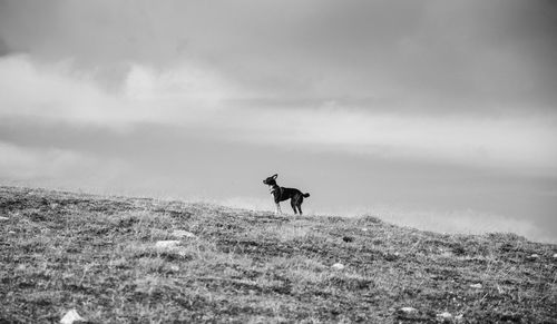 Low angle view of dog on field against cloudy sky