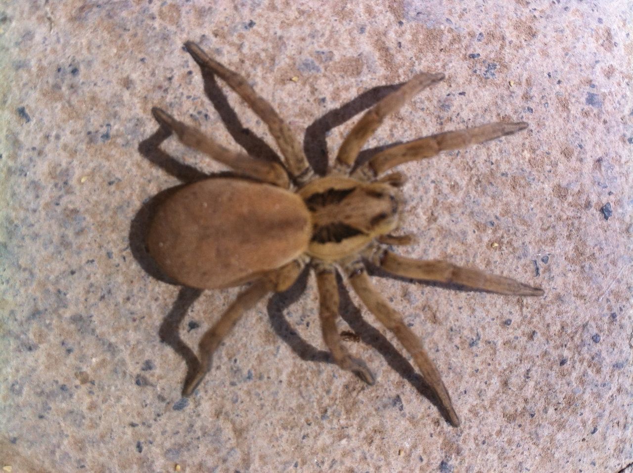 HIGH ANGLE VIEW OF SPIDER ON THE GROUND