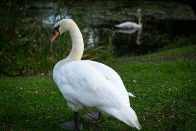 White swan in a field
