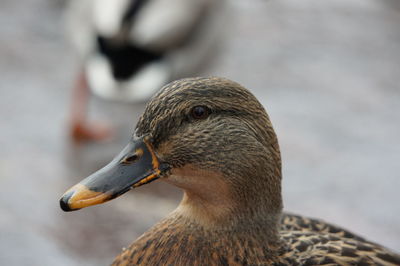 Close-up of swan