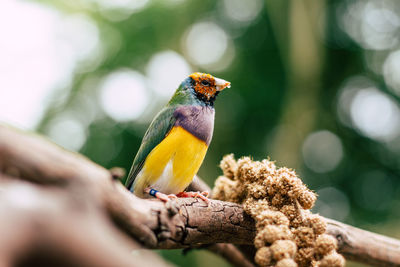 Close-up of bird perching on branch