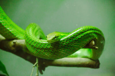 Corn snake is a popular snake. raising a pet hunt for small prey by shrinking 