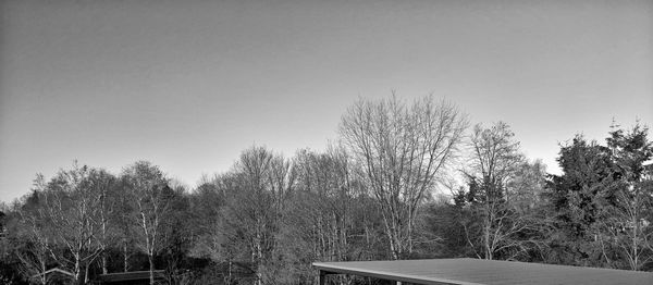 Low angle view of trees against clear sky