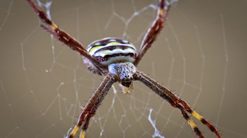 Close-up of spider on web