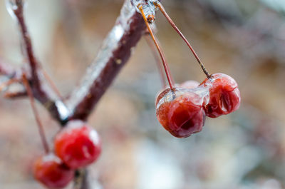 Close-up of wet berries growing on tree