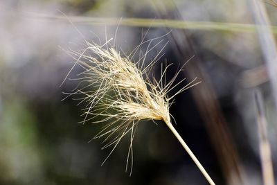 Close-up of dandelion growing in field