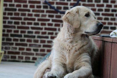 Close-up of a dog looking away