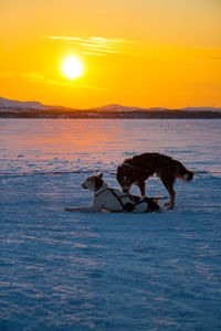 Dogs on frozen sea against sky during sunset
