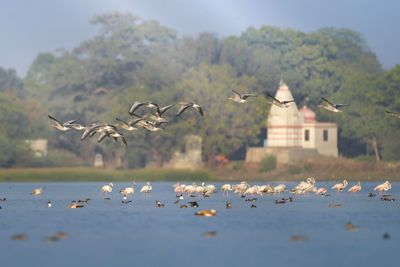 Flock of birds flying over water