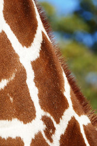 Close-up of a horse