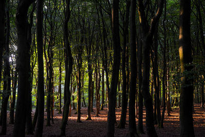 Trees in forest