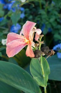 Close-up of insect on pink flower