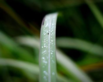 Close-up of water drops on blade of grass