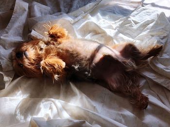 High angle view of dog sleeping on bed