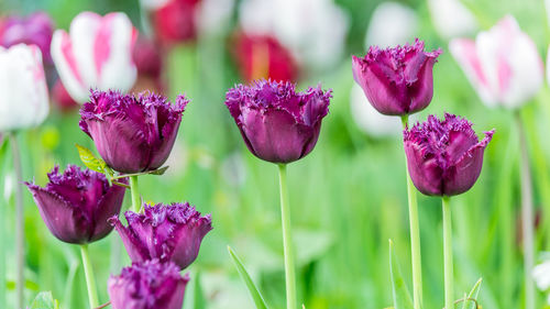 Close-up of purple crocus blooming outdoors