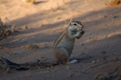 Desert squirrel eating 