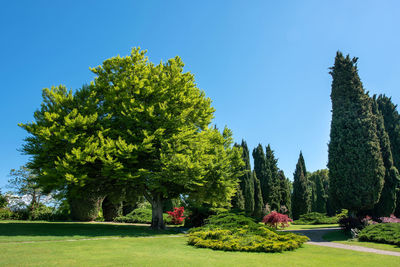 Trees in park against clear sky