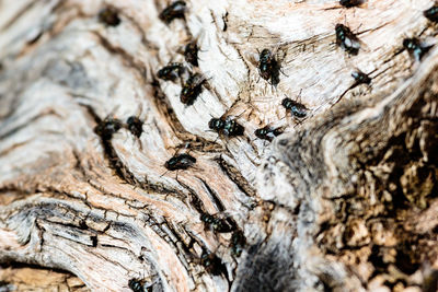 Close-up of tree trunk