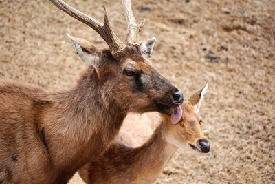 Close-up of deer and fawn