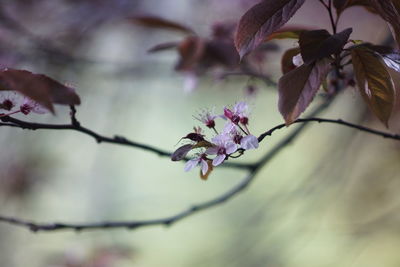 Close-up of cherry blossoms in spring