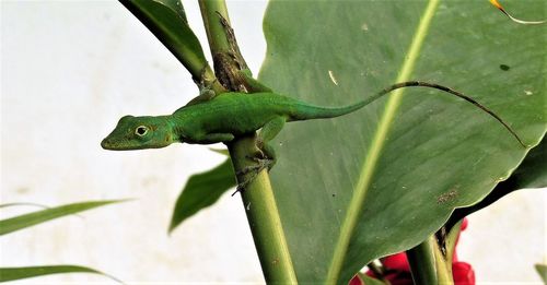 Close-up of lizard on plant