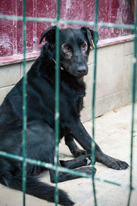 Black dog