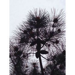 Low angle view of trees against sky