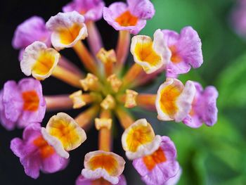 Close-up of flowers blooming outdoors