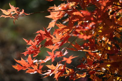 Close-up of maple leaves on tree