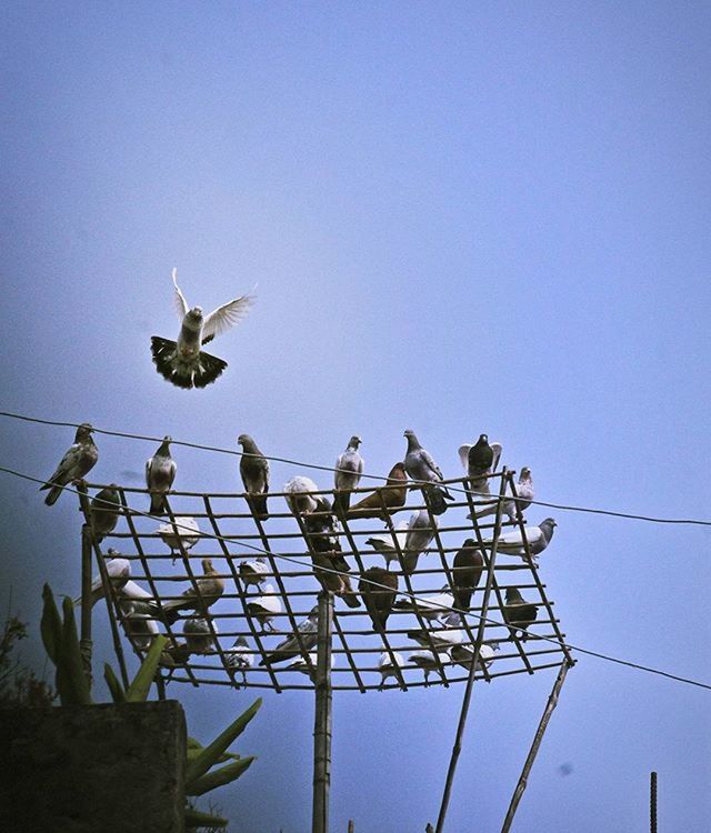 low angle view, clear sky, bird, animal themes, animals in the wild, wildlife, perching, copy space, blue, one animal, flying, pigeon, cable, day, built structure, sky, power line, outdoors, roof