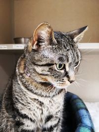 Close-up of a cat looking away