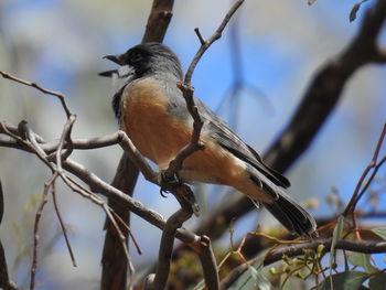 Close-up of bird perching on branch