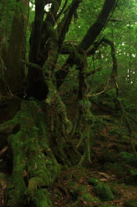 Scenic view of forest