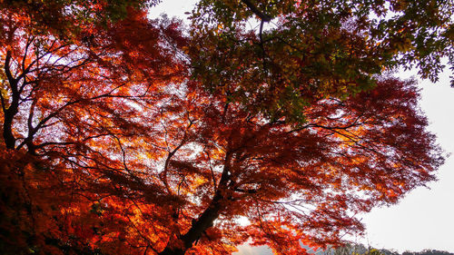 Low angle view of trees against sky during autumn