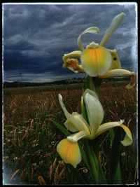 Close-up of day lily blooming on field against sky