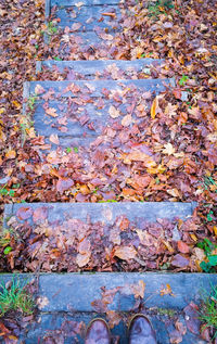 High angle view of maple leaves fallen on water