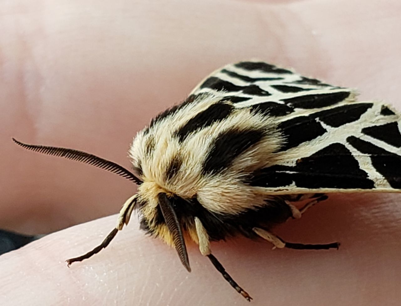 CLOSE-UP OF BUTTERFLY ON THE HAND