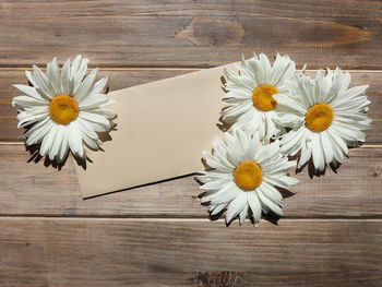 Directly above shot of white flowers on table