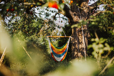 Hammock hanging amidst trees in forest